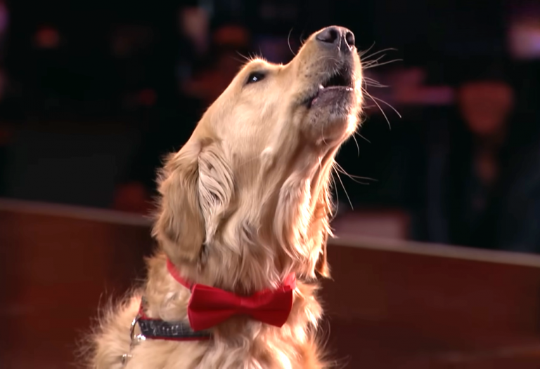 Watch Oscar the Singing Dog Steals the Spotlight on AGT